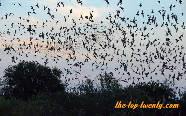 Mexican free tailed bat fastest animals